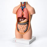 Human Body Anatomy Model
